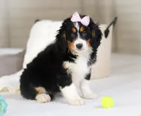 Roxy, a female Miniature Bernedoodle for sale in Millersburg, OH – Photo 9 of 10