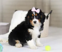 Roxy, a female Miniature Bernedoodle for sale in Millersburg, OH – Photo 5 of 10