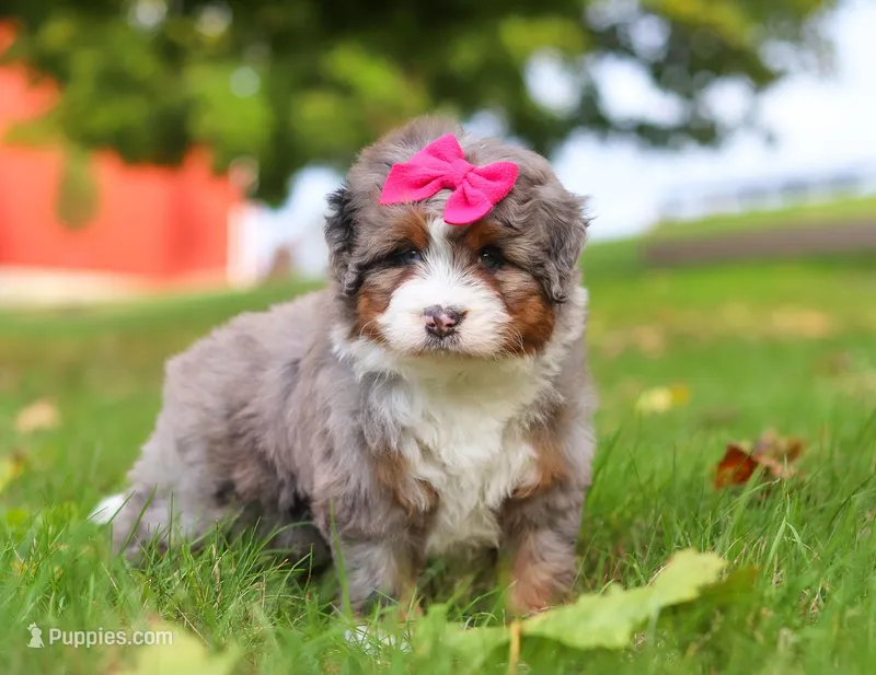 Lacey, a female Miniature Bernedoodle for sale in Millersburg, OH – Photo 1 of 8
