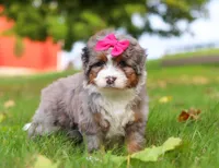 Lacey, a female Miniature Bernedoodle for sale in Millersburg, OH – Photo 1 of 8