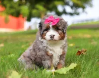 Lacey, a female Miniature Bernedoodle for sale in Millersburg, OH – Photo 7 of 8