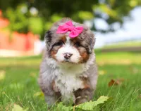 Lacey, a female Miniature Bernedoodle for sale in Millersburg, OH – Photo 3 of 8