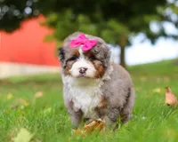 Lacey, a female Miniature Bernedoodle for sale in Millersburg, OH – Photo 8 of 8