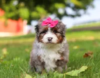 Lacey, a female Miniature Bernedoodle for sale in Millersburg, OH – Photo 2 of 8