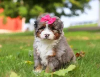 Lacey, a female Miniature Bernedoodle for sale in Millersburg, OH – Photo 4 of 8
