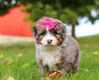 Lacey, a female Miniature Bernedoodle for sale in Millersburg, OH – Photo 5 of 8