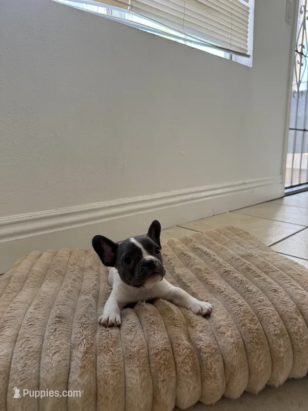 Frenchie  – French Bulldog puppy for sale in Riverside, CA