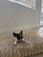 Frenchie , a female French Bulldog for sale in Riverside, CA – 1 of 1