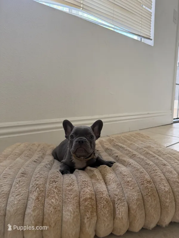Frenchie – French Bulldog puppy for sale in Riverside, CA