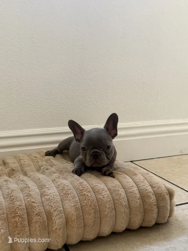 Frenchie – French Bulldog puppy for sale in Riverside, CA