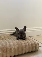 Frenchie, a female French Bulldog for sale in Riverside, CA – 1 of 1