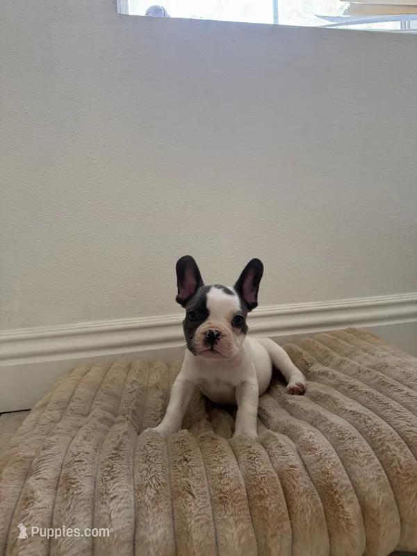 Frenchie – French Bulldog puppy for sale in Riverside, CA