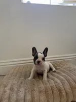 Frenchie, a male French Bulldog for sale in Riverside, CA – 1 of 1