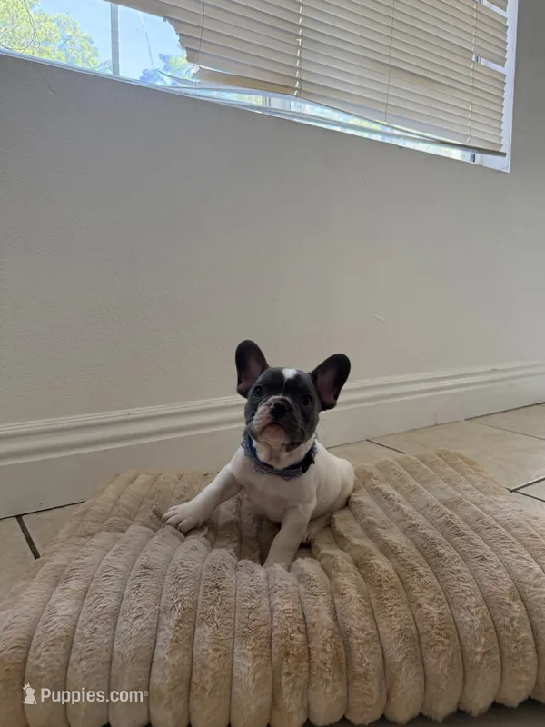 Frenchie – French Bulldog puppy for sale in Riverside, CA