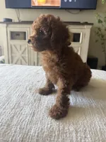 Red Toy Poodle Ready to go home, a male Poodle - Toy  for sale in Visalia, CA – 2 of 8