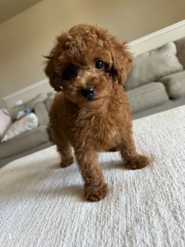 Red Toy Poodle  – Poodle - Toy  puppy for sale in Visalia, CA