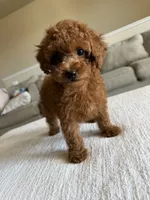Red Toy Poodle , a male Poodle - Toy  for sale in Visalia, CA – 1 of 7