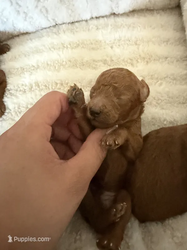 Red Toy Poodle – Poodle - Toy  puppy for sale in Visalia, CA