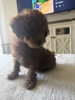 Red Toy Poodle Ready to go home, a male Poodle - Toy  for sale in Visalia, CA – 6 of 8