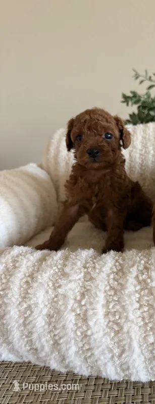 Red Toy Poodle – Poodle - Toy  puppy for sale in Visalia, CA