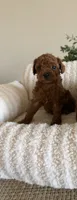 Red Toy Poodle Ready to go home, a male Poodle - Toy  for sale in Visalia, CA – 4 of 8