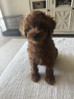Red Toy Poodle Ready to go home, a male Poodle - Toy  for sale in Visalia, CA – 3 of 8