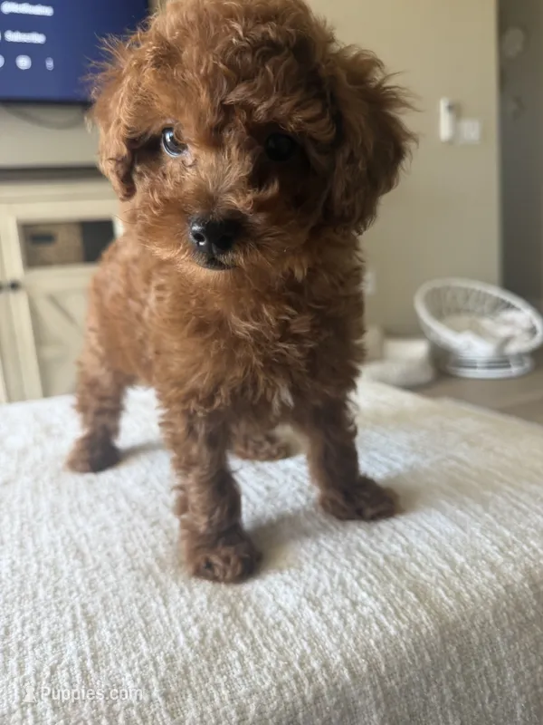 Red Toy Poodle Ready to go home – Poodle - Toy  puppy for sale in Visalia, CA