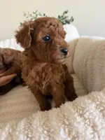 Red Toy Poodle Ready to go home, a male Poodle - Toy  for sale in Visalia, CA – 8 of 8