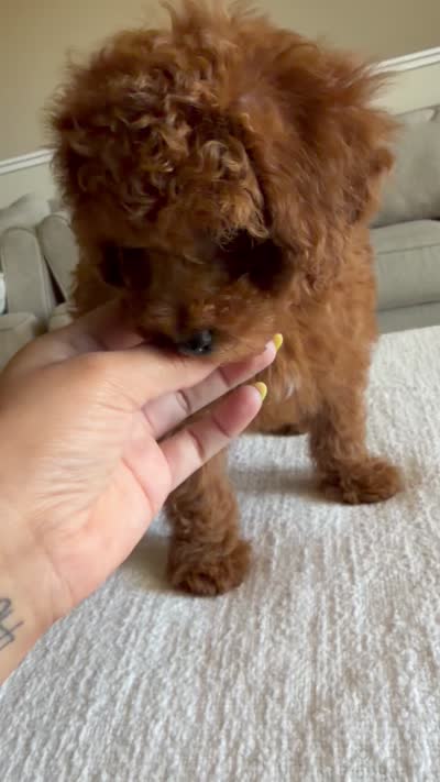 Red Toy Poodle , a male Poodle - Toy  for sale in Visalia, CA – 2 of 7