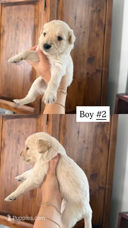 green – Goldendoodle puppy for sale in Gallatin, TN