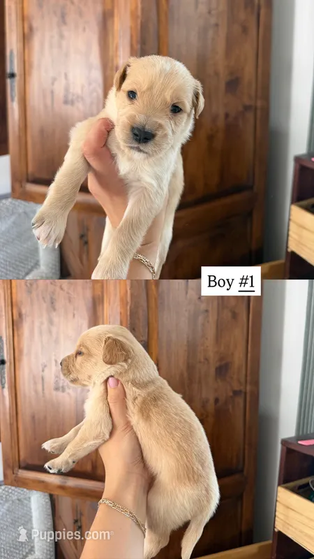 blue – Goldendoodle puppy for sale in Gallatin, TN