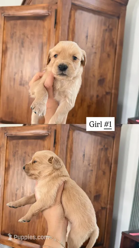 purple – Goldendoodle puppy for sale in Gallatin, TN