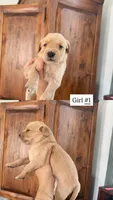 purple, a female Goldendoodle for sale in Gallatin, TN – 1 of 1