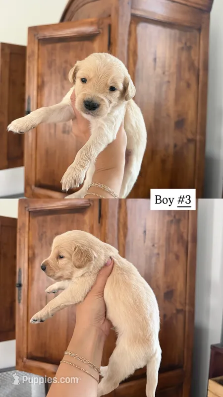 yellow – Goldendoodle puppy for sale in Gallatin, TN