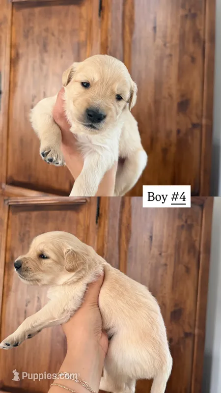 red – Goldendoodle puppy for sale in Gallatin, TN