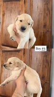 red, a male Goldendoodle for sale in Gallatin, TN – 1 of 1
