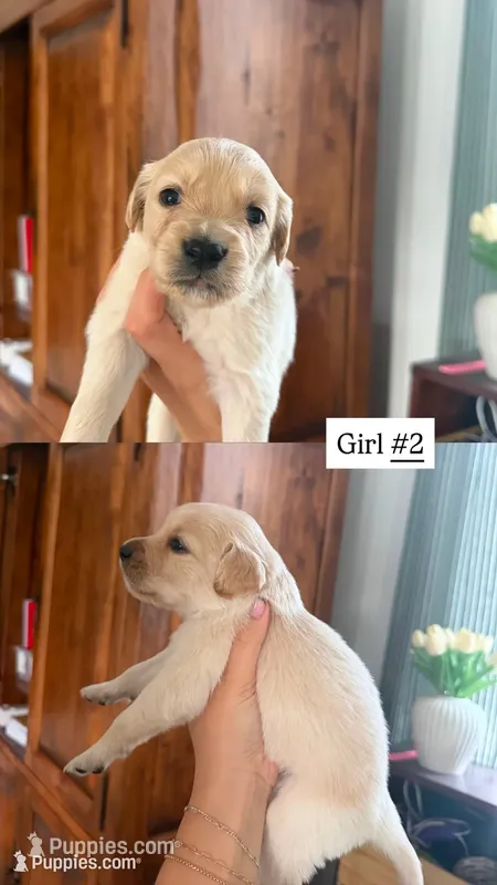black – Goldendoodle puppy for sale in Gallatin, TN