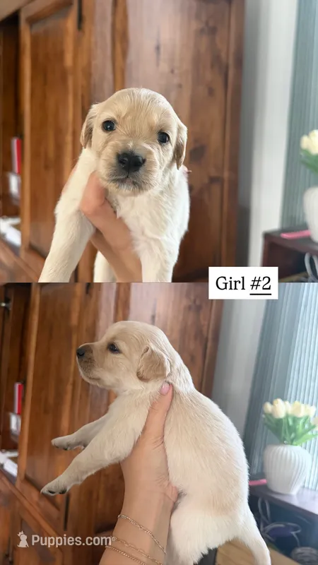black – Goldendoodle puppy for sale in Gallatin, TN
