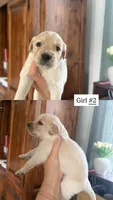 black, a female Goldendoodle for sale in Gallatin, TN – 1 of 1