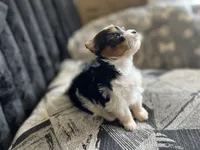 Bradley Akc Parti Boy, a male Yorkshire Terrier for sale in Portales, NM – 6 of 10