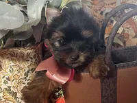 Toy Akc Liberty "Libby", a female Yorkshire Terrier for sale in Portales, NM – 2 of 10