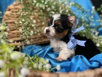 Bradley Akc Parti Boy, a male Yorkshire Terrier for sale in Portales, NM – 3 of 10