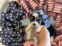 Bradley Akc Parti Boy, a male Yorkshire Terrier for sale in Portales, NM – 5 of 10