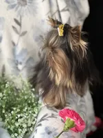 Toy Akc Liberty "Libby", a female Yorkshire Terrier for sale in Portales, NM – 9 of 10
