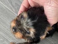 Akc 💝🐾Valentine Puppies🐾💝, a female Yorkshire Terrier for sale in Portales, NM – Photo 1 of 5