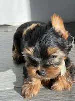 Akc 💝🐾Valentine Puppies🐾💝, a female Yorkshire Terrier for sale in Portales, NM – Photo 5 of 5