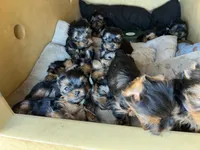 Akc 💝🐾Valentine Puppies🐾💝, a female Yorkshire Terrier for sale in Portales, NM – Photo 4 of 5
