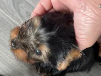 Akc 💝🐾Valentine Puppies🐾💝, a female Yorkshire Terrier for sale in Portales, NM – Photo 3 of 5