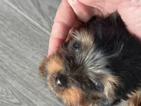 Akc 💝🐾Valentine Puppies🐾💝, a female Yorkshire Terrier for sale in Portales, NM – Photo 2 of 5
