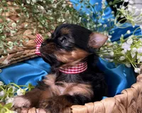 Reggie Akc traditional , a male Yorkshire Terrier for sale in Portales, NM – 5 of 10